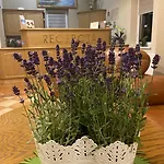 I Restauracja Nowak By Babula 3* Łapsze Niżne